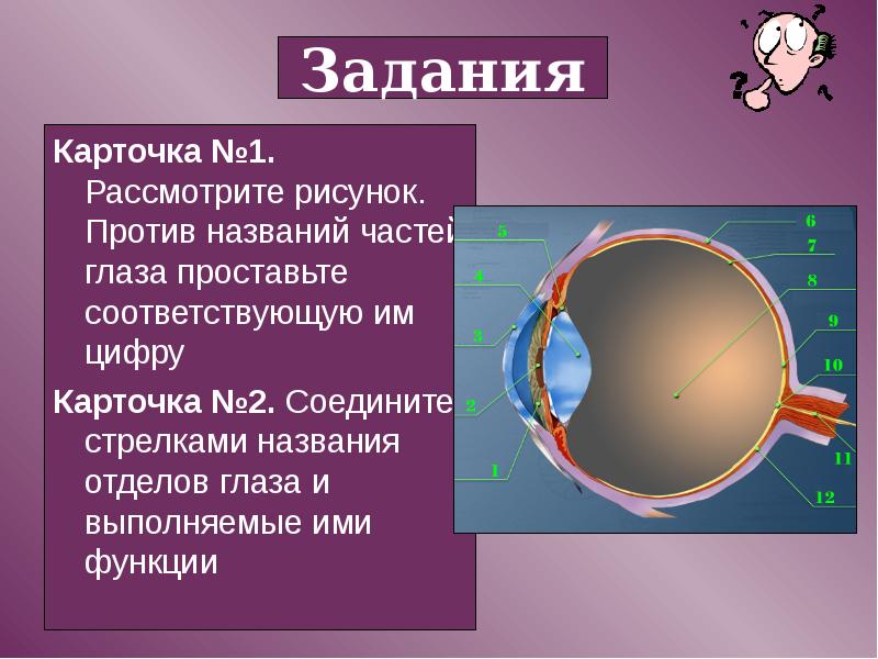 Редукция органов зрения