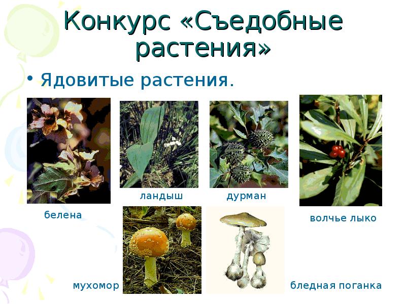 Сделайте обзор съедобных лекарственных и ядовитых растений и грибов вашего района проект