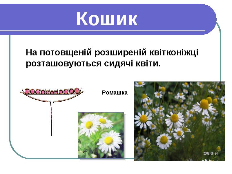 Ромашка биология. Соцветие корзинка. Соцветие корзинка Ромашка. Соцветие ромашки. Ромашка Тип соцветия.