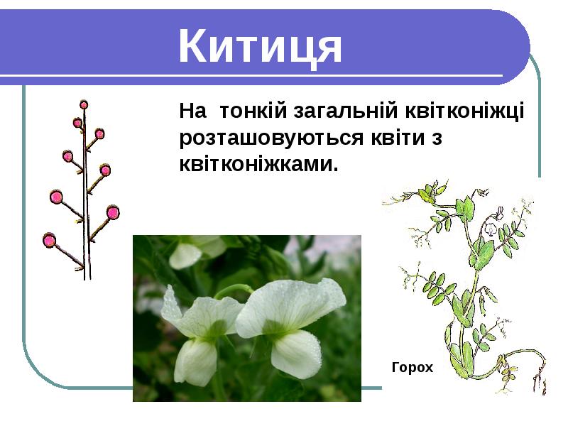 Какое соцветие у гороха. Соцветие гороха. Соцветие гороха посевного. Тип соцветия у гороха посевного. Соцветие бобовых.