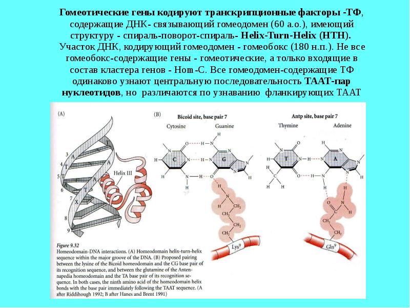 структура генов прокариот. существует ли ген. ген долголетия наш ген. маоа ген серийного убийцы. уж если медь гранит земля и море.