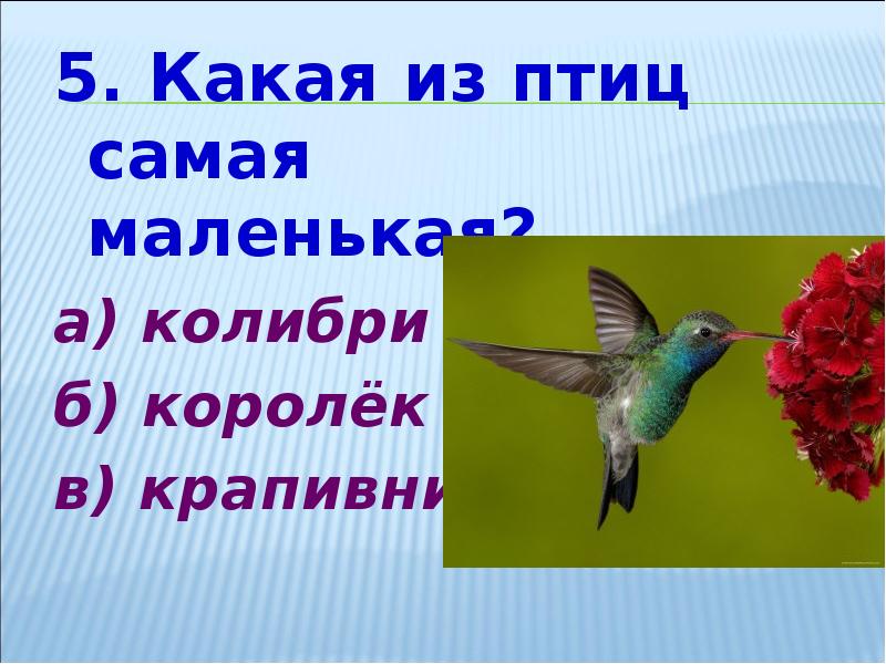 Какого рода слово колибри. (Колибри) какая из наших птиц самая быстрая? (Стриж).