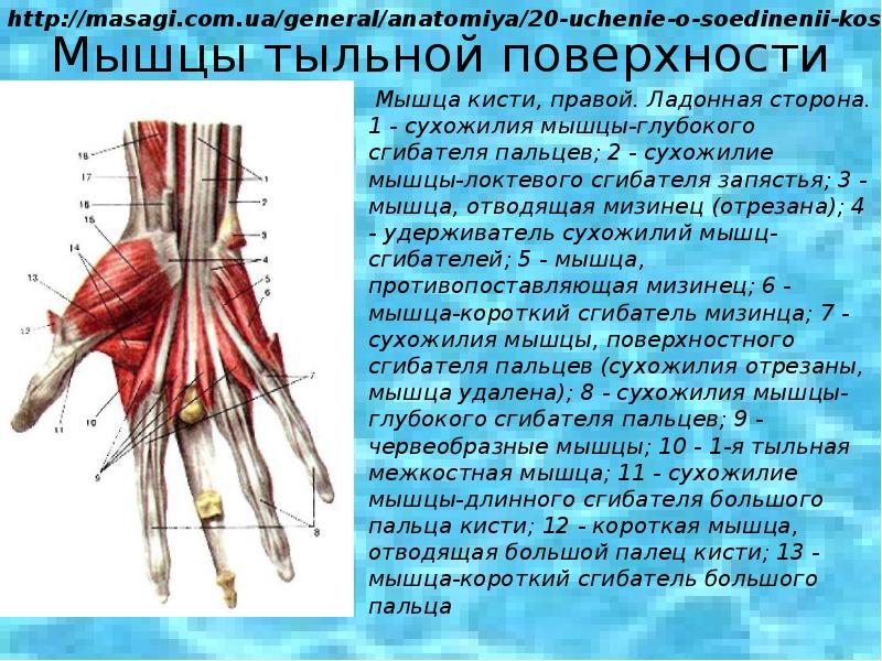 Сгибатели кисти. Сухожилия сгибателей пальцев анатомия. Сухожилие лучевого сгибателя кисти. Мышцы кисти анатомия тыльная сторона. Сухожилия разгибателей пальцев кисти анатомия.