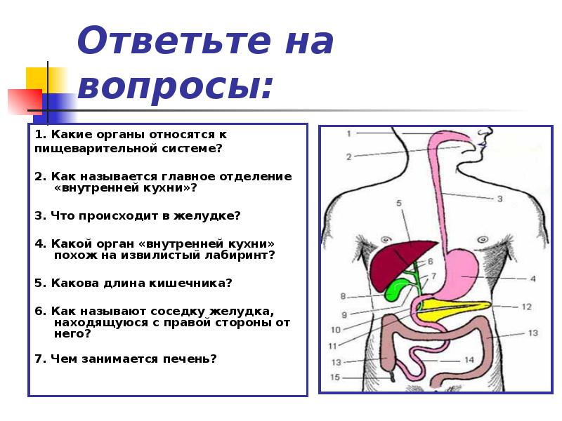 Как называется главный орган