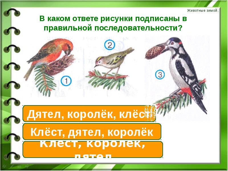 Тест окружающий мир 2 класс животные. В каком ответе рисунками подписаны правильной последовательности?. Тест по окружающему клесты. Зелёные страницы 3 класс дятел Клест. В каком ответе нарисованные животные подписаны правильно.