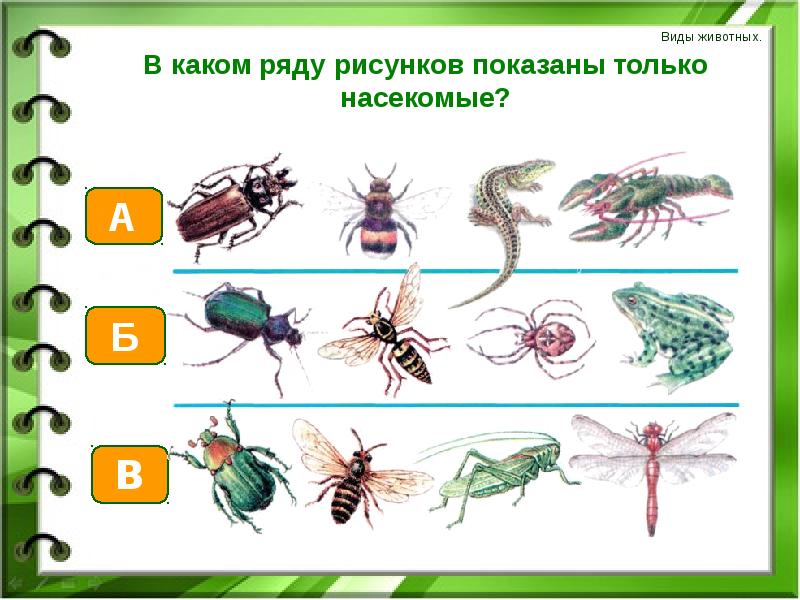 Тест мир животных 2 класс. Окружающий мир насекомые. Насекомые задания окружающий мир. Насекомые задания 1 класс. Насекомые 1 класс окружающий мир.