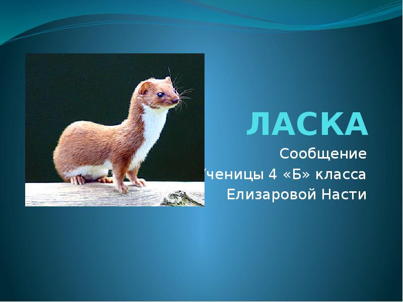 Презентация о ласке