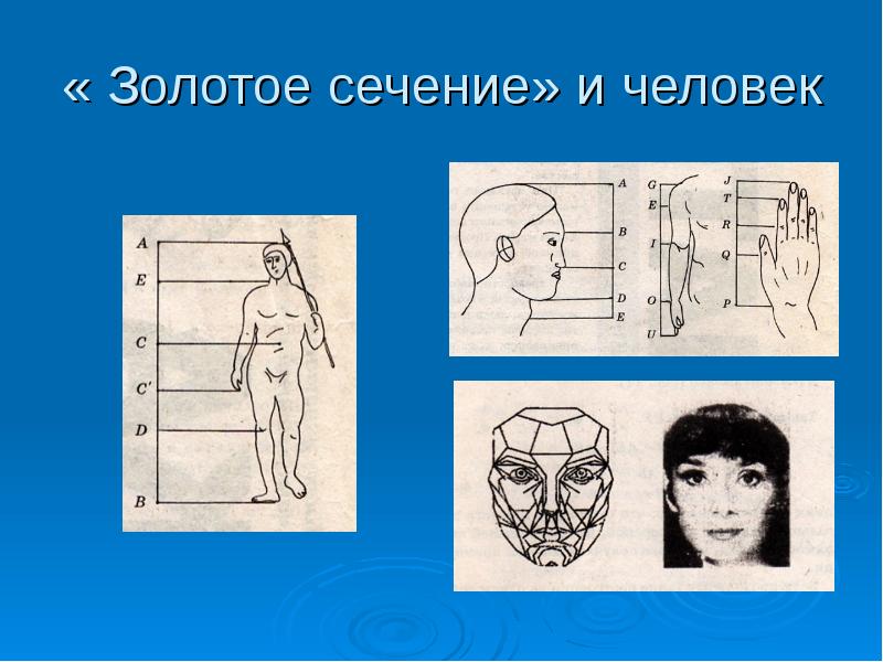 Золотое сечение и человек презентация