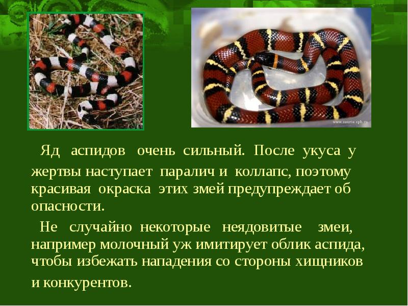 Какая среда обитания у змей. Ядовитый Аспид. Предупреждающая окраска змей. Змея приспособление к среде обитания. Предостерегающая окраска змеи.
