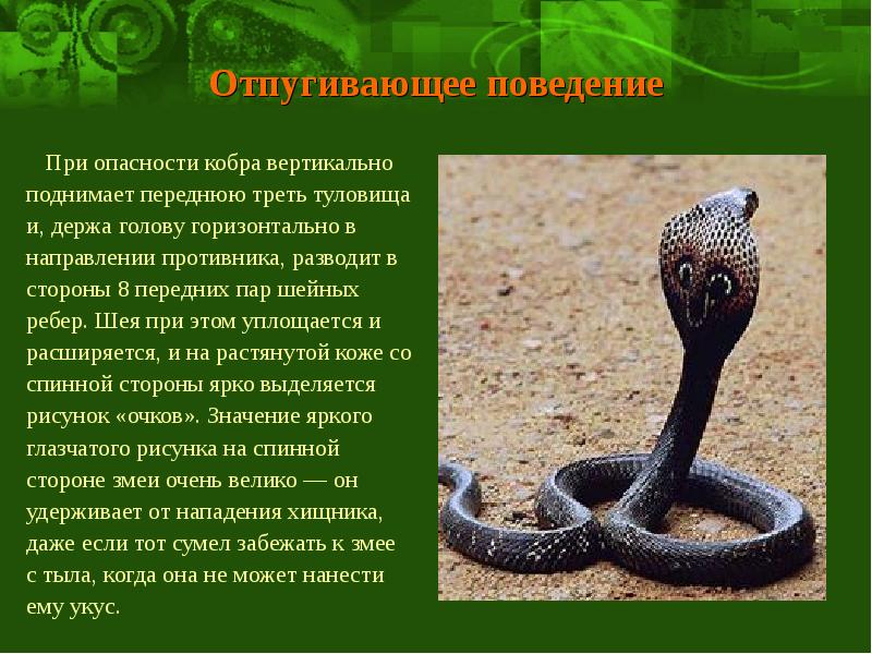 Какая среда обитания у змей. Адаптации кобры. Змея адаптация к среде. Змея приспособление к среде. Кобра среда обитания.