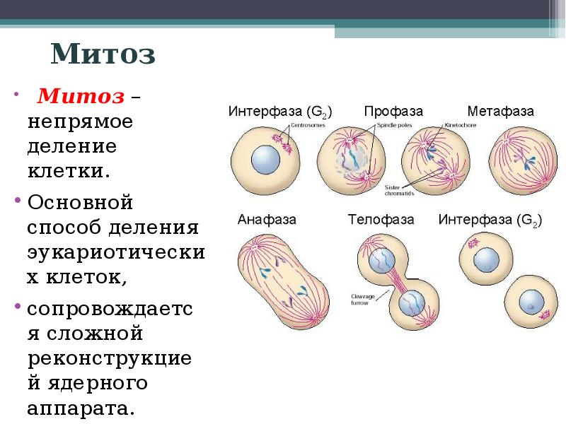 На рисунке изображен процесс деления клетки какое общее