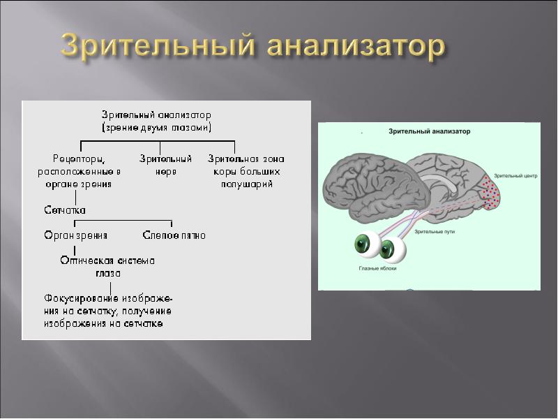 Анализатор образов. Анализаторы слайд. Внешние анализаторы человека. Анализаторы .ppt. Зрительный анализатор презентация.