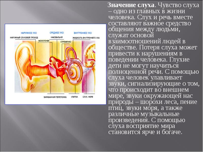 Презентация по органу слуха