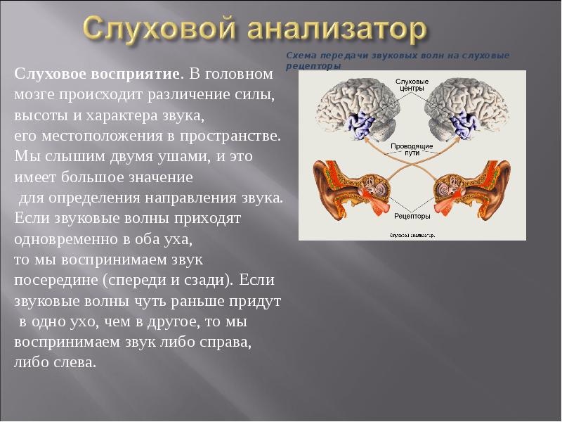 Презентация на тему слуховой анализатор 8 класс