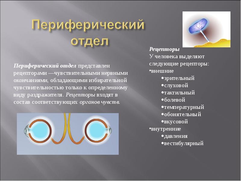 Презентация вестибулярный анализатор мышечное чувство осязание 8 класс презентация