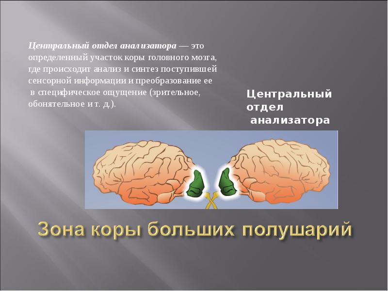 Переработка информации в зрительной коре