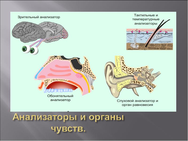 Анализаторы 8 класс презентация