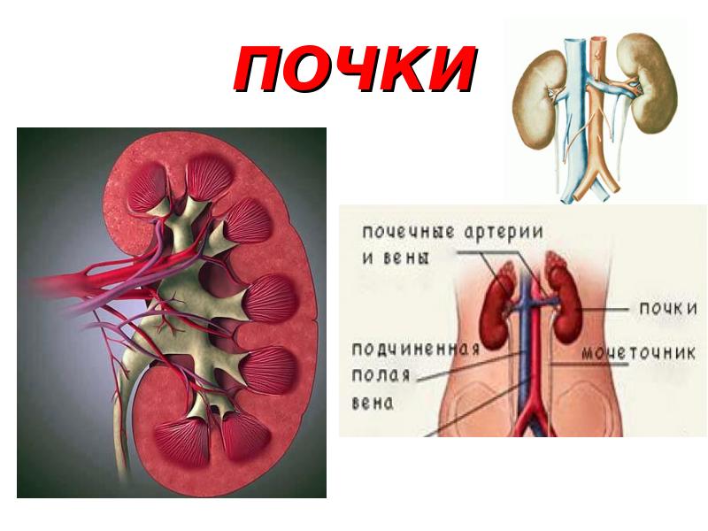 3 класс окружающий мир презентация организм