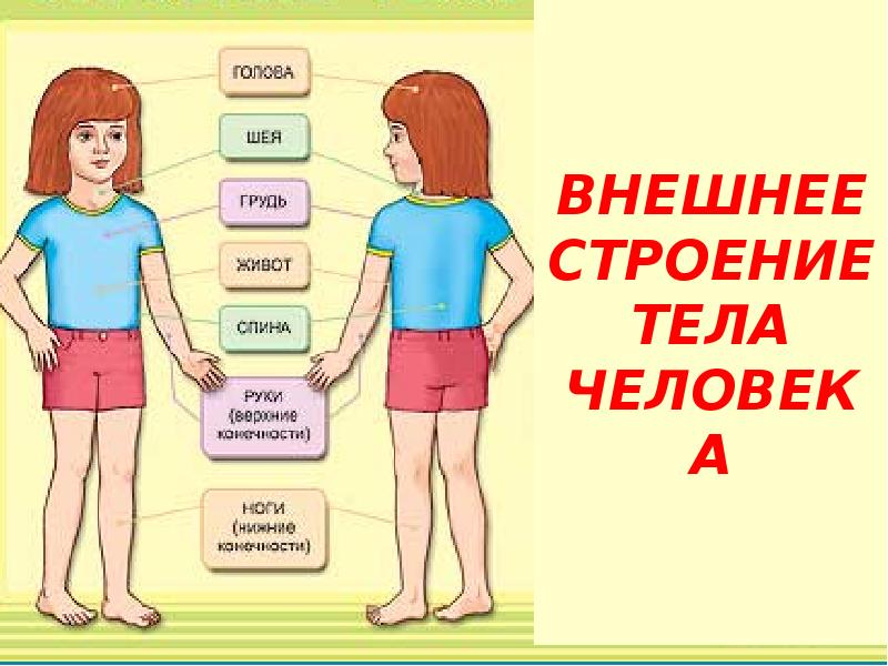 Цифры строение человека