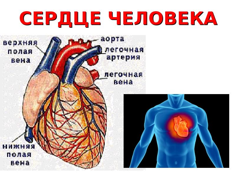 Почему человек сердце