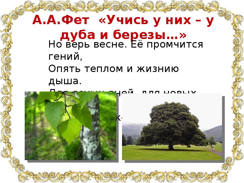 Учись у дуба у березы. Учись у них у дуба у березы Фет. У дуба у березы Фет. Спроси у дуба у березы Фет. Фет учись у дуба.