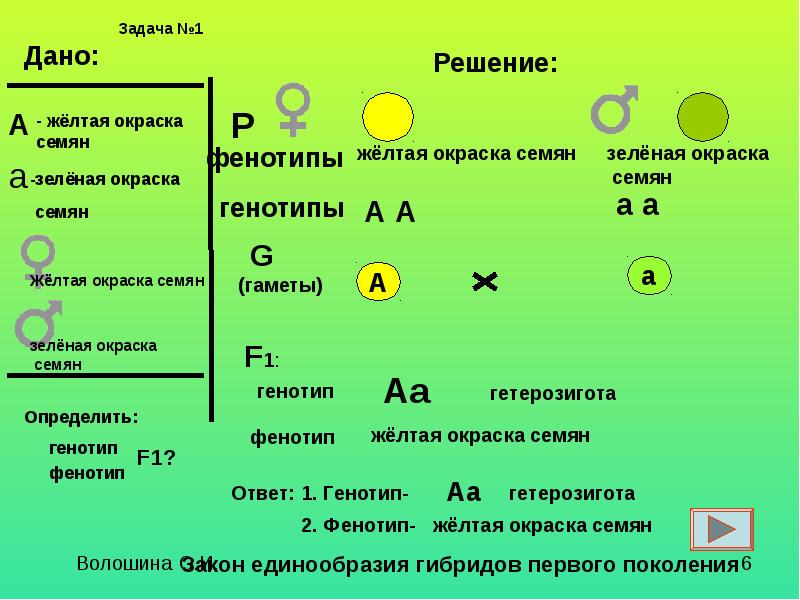 Зеленая окраска доминирует над желтой. Генотип и фенотип в задачах. Задачи на первый закон Менделя. Решение задач по биологии фенотип и генотип. Решение задач на 1 закон Менделя биология.