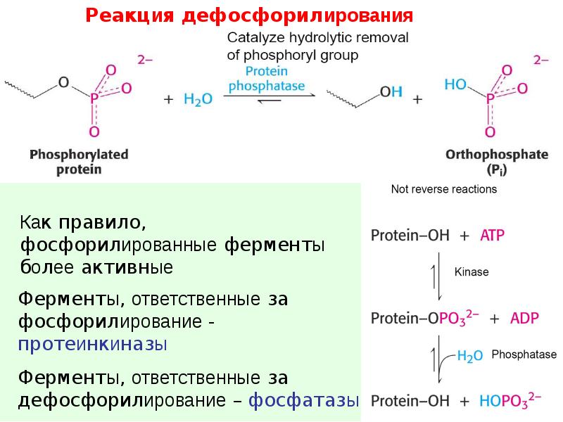 Приведите схему дефосфорилирования 5 дезоксиадениловой кислоты