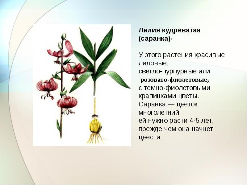 Краснокнижные растения челябинской области фото и описание