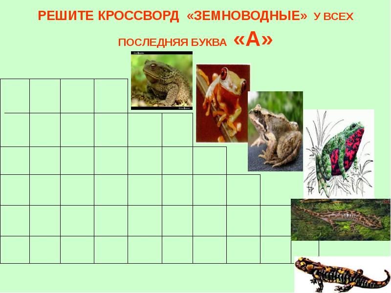 Кроссворд земноводные биология. Кроссворд земноводные. Кроссворд земноводные с ответами. Кросвордпо теме земноводные. Кроссворд на тему земноводные.