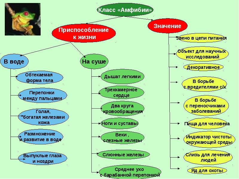 Класс земноводные питание