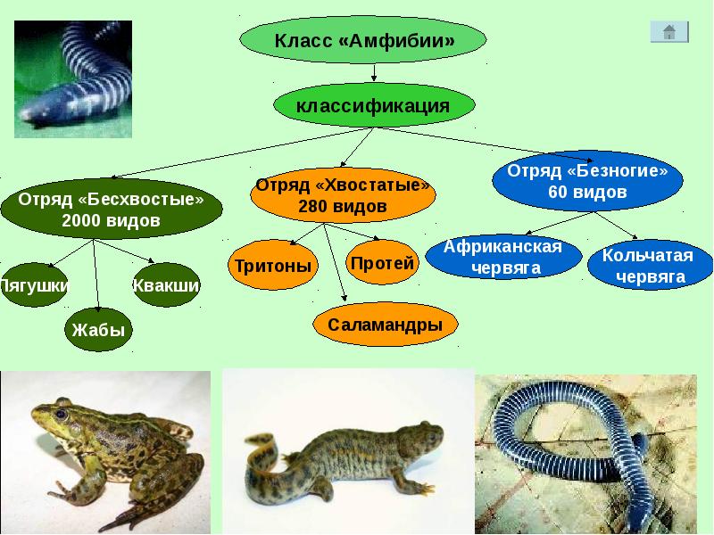 Земноводные и пресмыкающиеся презентация