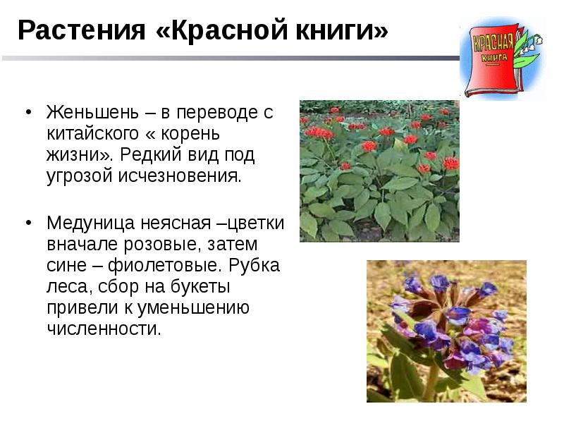 Красная книга омской области животные и растения фото и описание