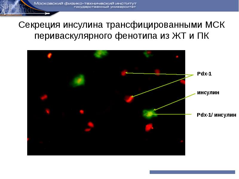 Клеточные технологии презентация