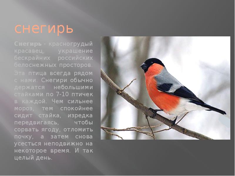 Интересные факты о снегирях для детей