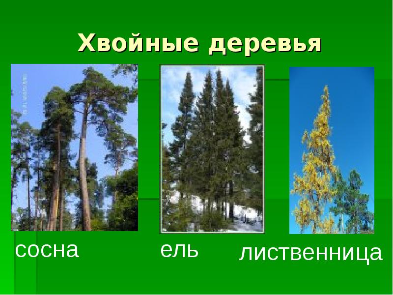 Хвойное дерево 5. Ель лиственница сосна окружающий мир 1 класс. Хвойные деревья 1 класс окружающий. Места обитания сосны ели и лиственницы. Места обитания сосна ель лиственница.