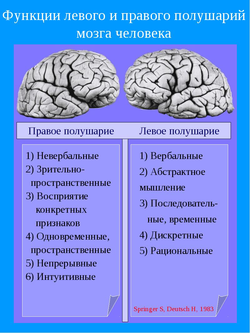 Что находится в полушариях мозга. Правое и левое получарии. Полушария мозга. Функции правого и левого полушария. Функции правого полушария головного мозга.
