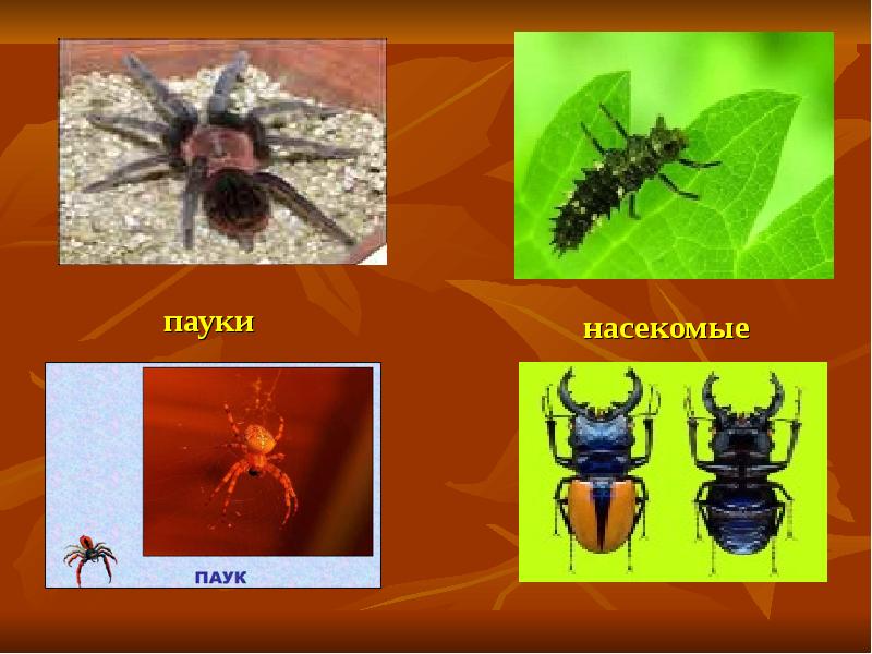 Чем отличаются насекомые. Насекомые и паукообразные. Отличие пауков от насекомых. Отличие насекомых от паукообразных. Насекомые отличаются от паукообразных.