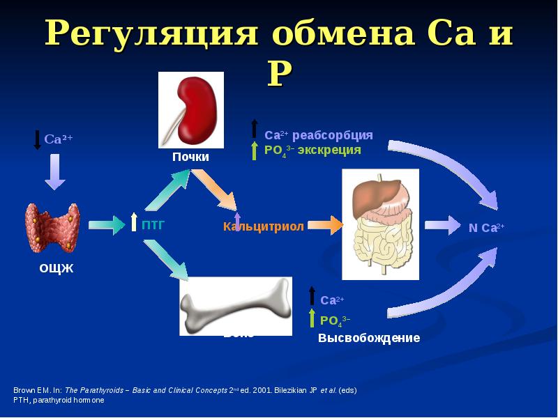 Обмен кальция