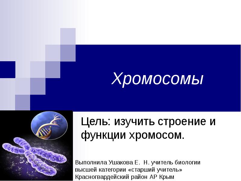 Функции хромосом. Хромосомы строение и функции. Функции хромосом в клетке. Функции хромосом кратко.