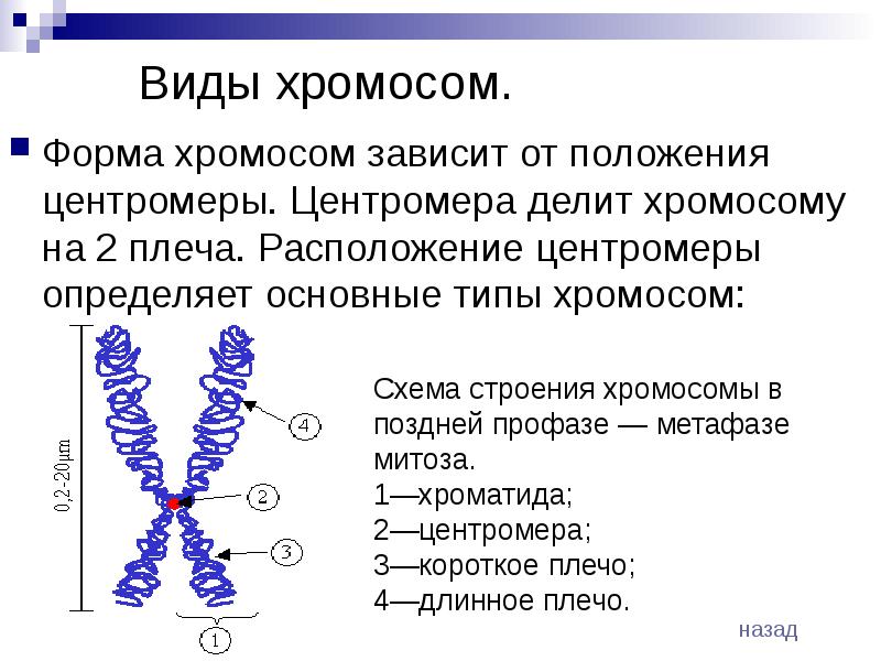 Внутреннее строение хромосом. Хромосомы строение и функции. Типы строения хромосом человека. Схема строения хромосомы. Виды строение и функции хромосом.