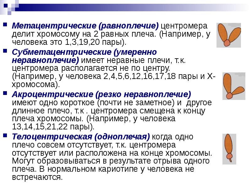 Виды хромосом. Типы хромосом метацентрические субметацентрические. Метацентрический Тип хромосом. Акроцентрические хромосомы это в генетике. Самые мелкие метацентрические хромосомы кариотипа человека.