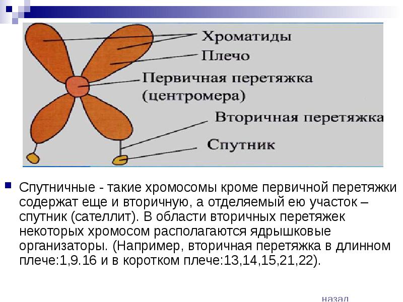 Хромосом называют. Строение хромосомы вторичная перетяжка. Первичная пряжка хромосомы. Аторичная перетвжкк эромосом. Первичная перетяжка хромосомы.