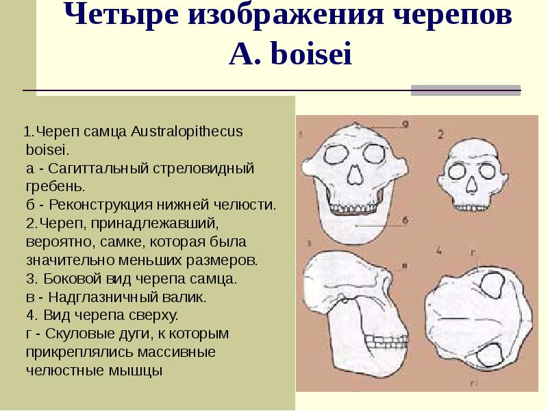 Четыре изображения черепов A. boisei
Четыре изображения черепов A. boisei