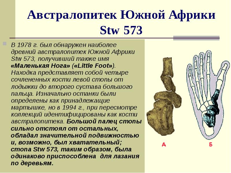 Австралопитек Южной Африки Stw 573
В 1978 г. был обнаружен наиболее Австралопитек Южной Африки Stw 573
В 1978 г. был обнаружен наиболее