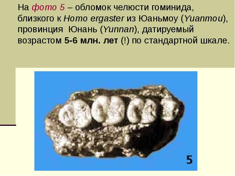На фото 5 – обломок челюсти гоминида, близкого к Homo ergaster На фото 5 – обломок челюсти гоминида, близкого к Homo ergaster