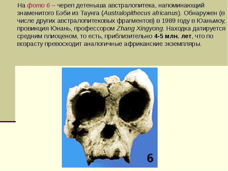 На фото 6 – череп детеныша австралопитека, напоминающий знаменитого Бэби из На фото 6 – череп детеныша австралопитека, напоминающий знаменитого Бэби из
