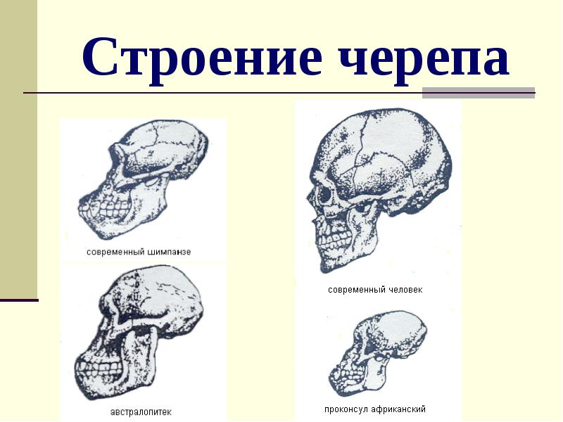 Строение черепа Строение черепа