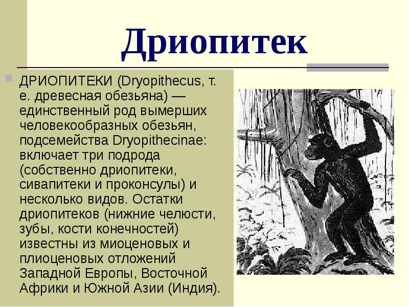 Дриопитек
ДРИОПИТЕКИ (Dryopithecus, т. е. древесная обезьяна) — единственный род вымерших Дриопитек
ДРИОПИТЕКИ (Dryopithecus, т. е. древесная обезьяна) — единственный род вымерших