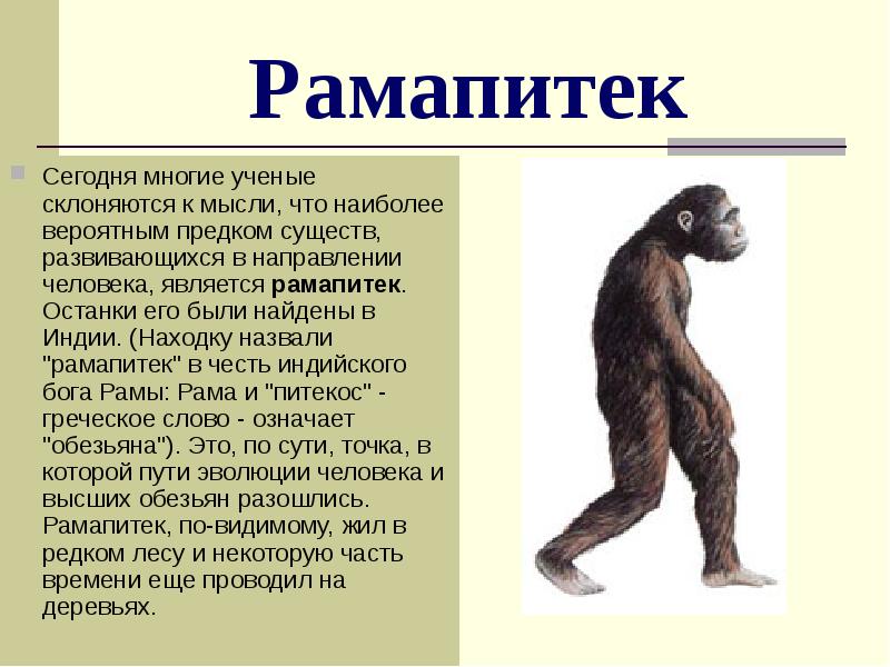 Рамапитек
Сегодня многие ученые склоняются к мысли, что наиболее вероятным предком Рамапитек
Сегодня многие ученые склоняются к мысли, что наиболее вероятным предком