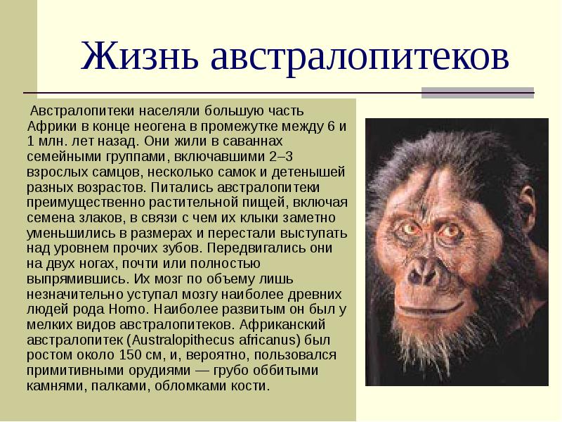 Жизнь австралопитеков
Австралопитеки населяли большую часть Африки в Жизнь австралопитеков
Австралопитеки населяли большую часть Африки в
